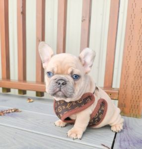AKC Silver Fawn French Bulldog baby boy
