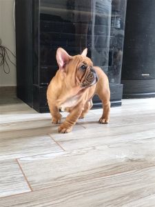 French bulldog