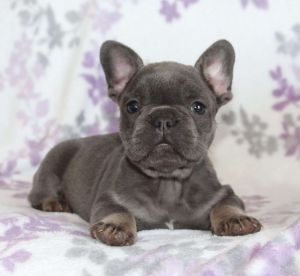 Adorable French Bulldog puppies