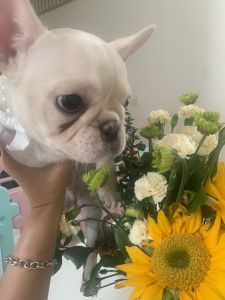 Cream frenchbulldog for sale