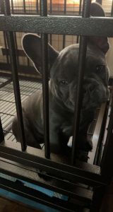 Blue Female French Bulldog