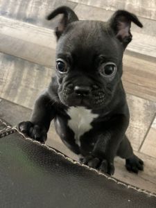 French Bulldog