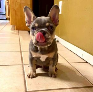 Female French Bulldog