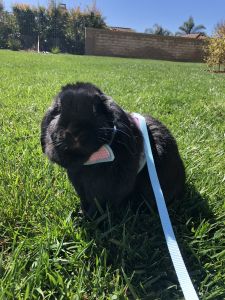 Lop rabbit needs a home!