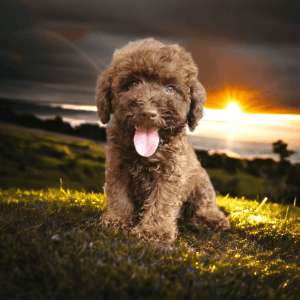 FRENCH PODDLE CHOCOLATE