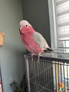 Healthy Galah cockatoo for sale