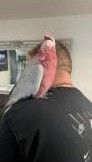 Healthy Galah cockatoo for sale