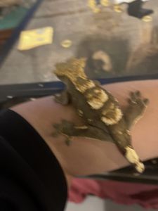 Crested geckos