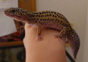 Leopard Gecko