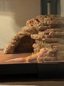 Fancy Leopard Gecko with Enclosure