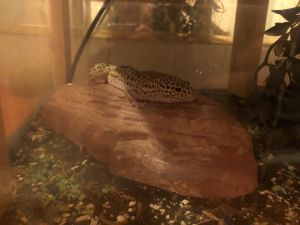 Leopard Gecko