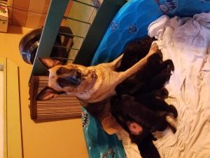 akc german shepherd puppies