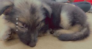 I want to sell my german shepherd