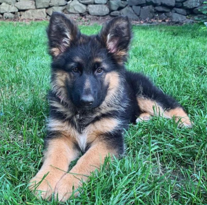 German Shepherd puppies for sale
