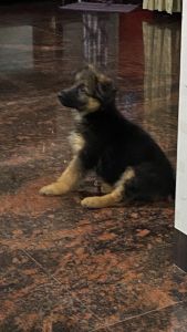 Adorable king German shepherd