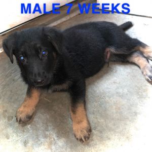 German Shepherd Puppies