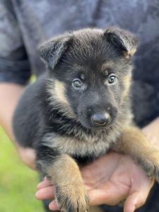 Registered German Shepherd puppies