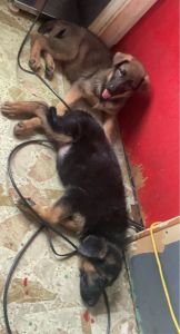 8wk old female German Shepard pups