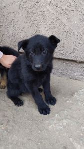 Purebred german shepherd puppies
