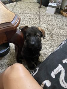 Female german shepherd puppy AKC