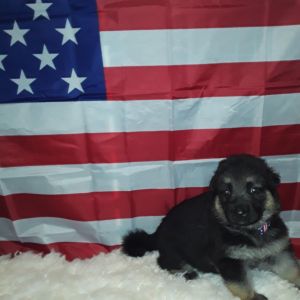 German shepherd puppies