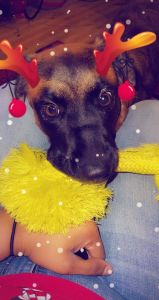 Loving pup needs a new home