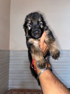 GSD long coat