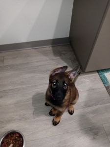 German shepherd 4 month old puppy