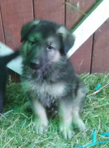 Akc German shepherd puppies