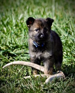 GSD ANTLER PUPPIES