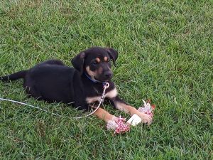 German Shepard Puppy