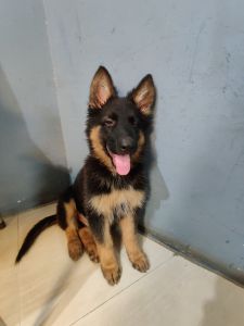 2.5 Month GSD (WELL TRAINED)