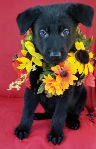 Beautiful Solid Black German Shepherd Boy