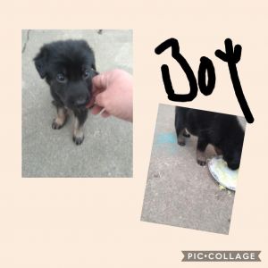 7vweek old famale and male ..