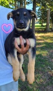 Germán shepherd puppies 2 month old with AKC