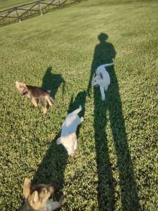 10wk old german shepherd puppies