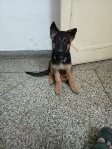 German shepherd male for sale.pls whatsapp or call on same number