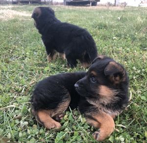 Female German Shepherds