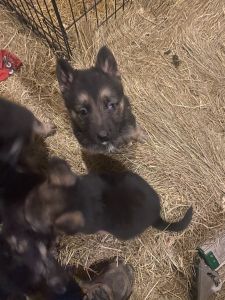 Pure bred German shepard puppies