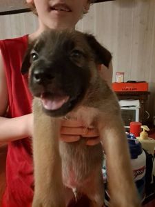 Shepkita hound puppies