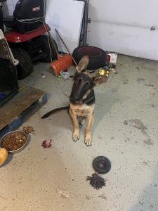 6 to 7 months German Shepherd