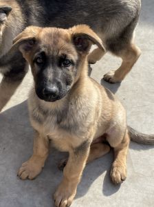Sable GSD puppy