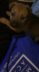 German Shepard mixed with pit