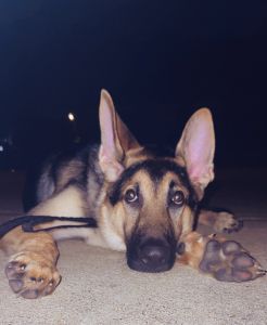 Selling German shepherd