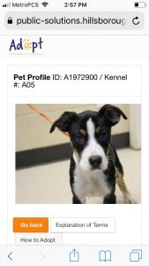 Male Dog 2 yrs old Not neutured