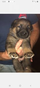 AKC German Shepherd Puppies...9 wks. Old..Only 2 Left