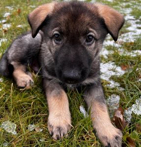 German Shepherd Puppy