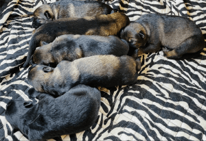 European Working Lines