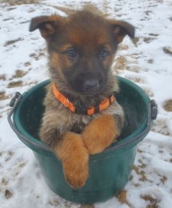 German Shepherd Puppies