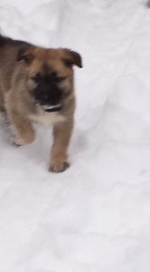 3 quarters German sheppard, 1 quarter great pyrenees
